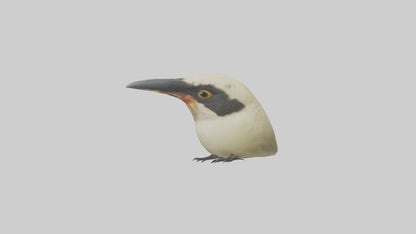 Finch Beak Model VR / AR / low-poly