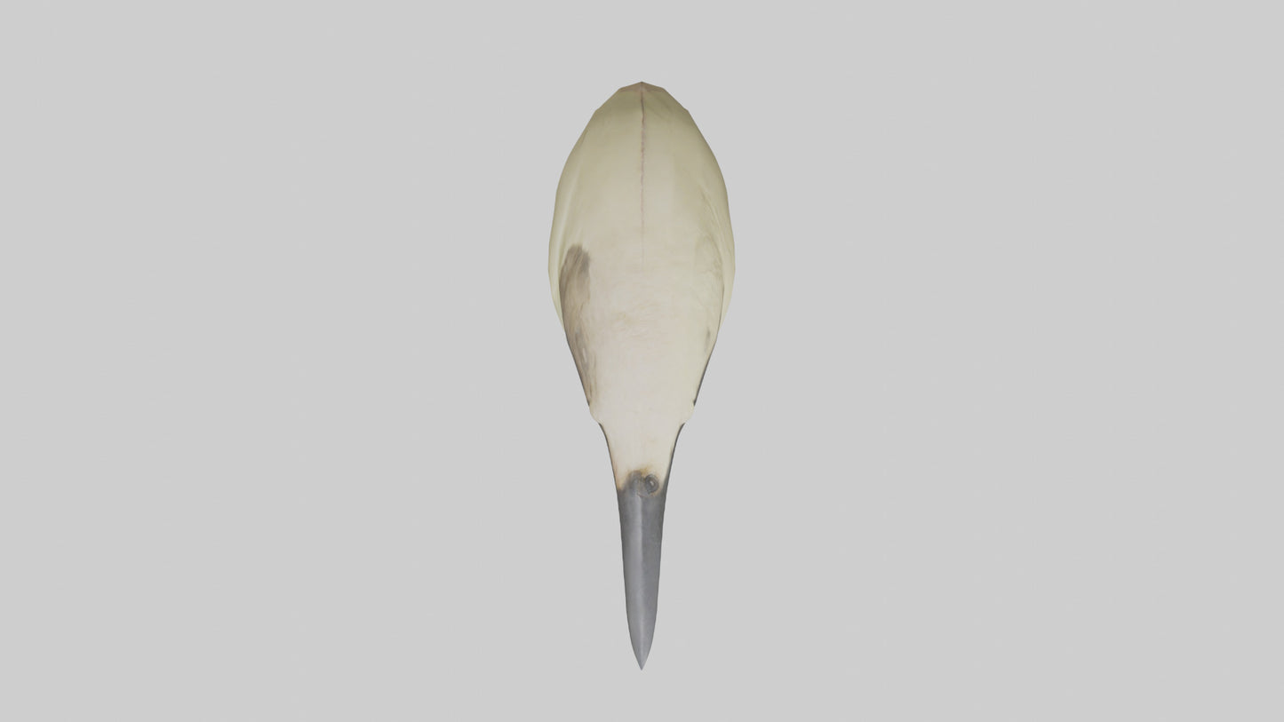 Finch Beak Model VR / AR / low-poly