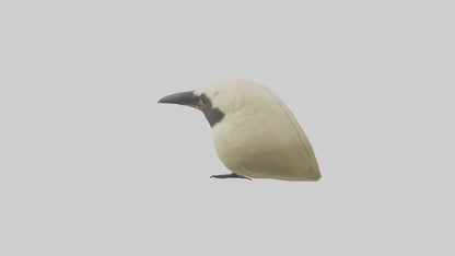 Finch Beak Model VR / AR / low-poly