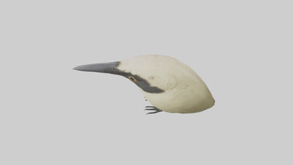 Finch Beak Model VR / AR / low-poly