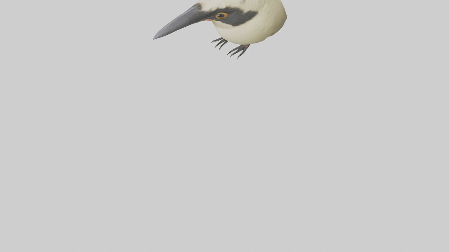 Finch Beak Model VR / AR / low-poly