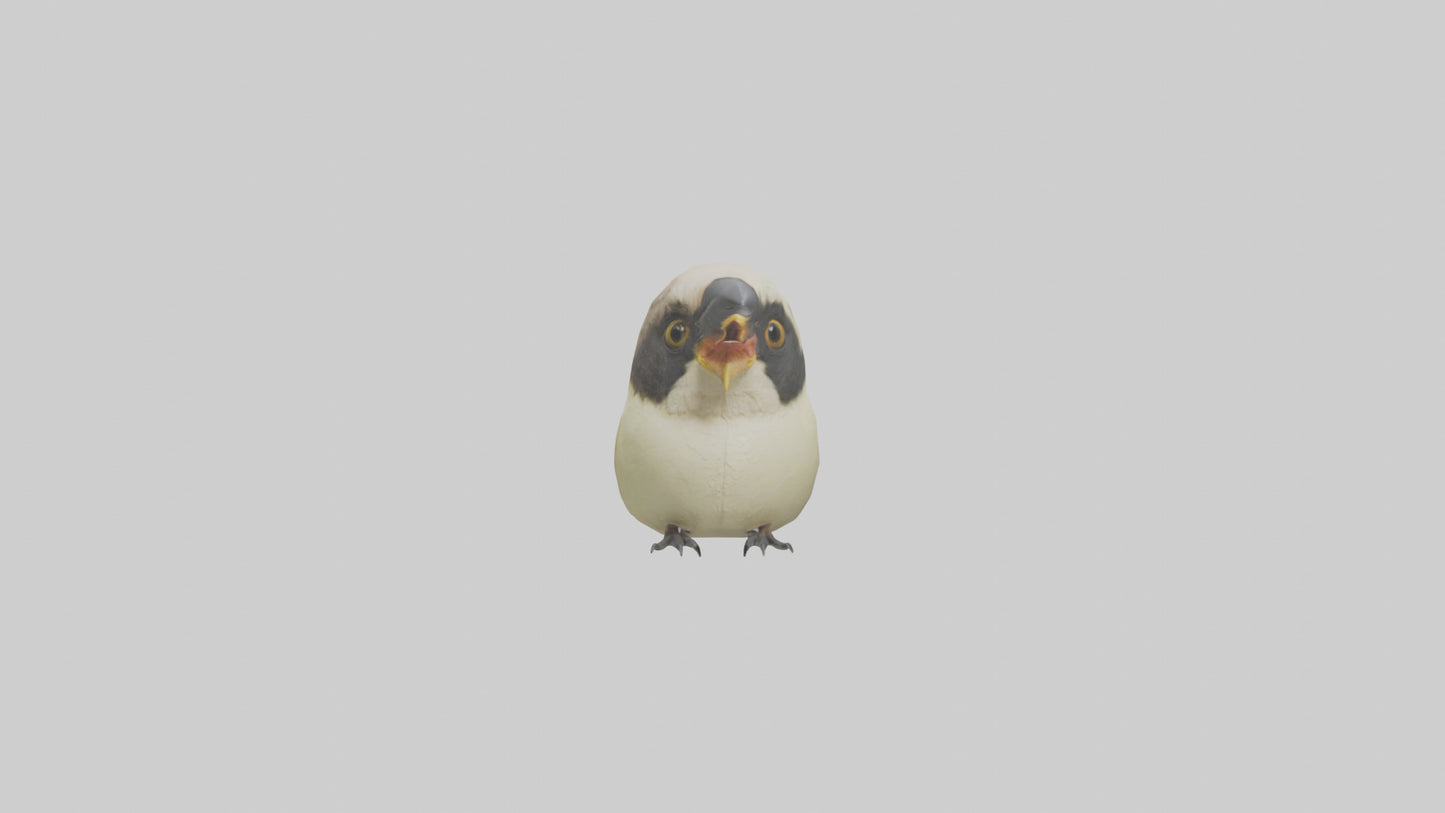 Finch Beak Model VR / AR / low-poly