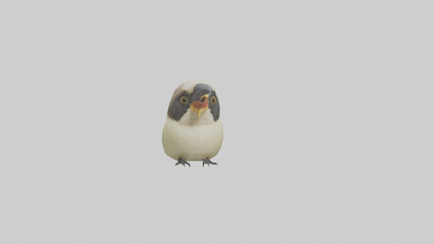 Finch Beak Model VR / AR / low-poly
