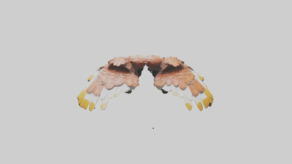 3D model Finch Wings Model VR / AR / low-poly