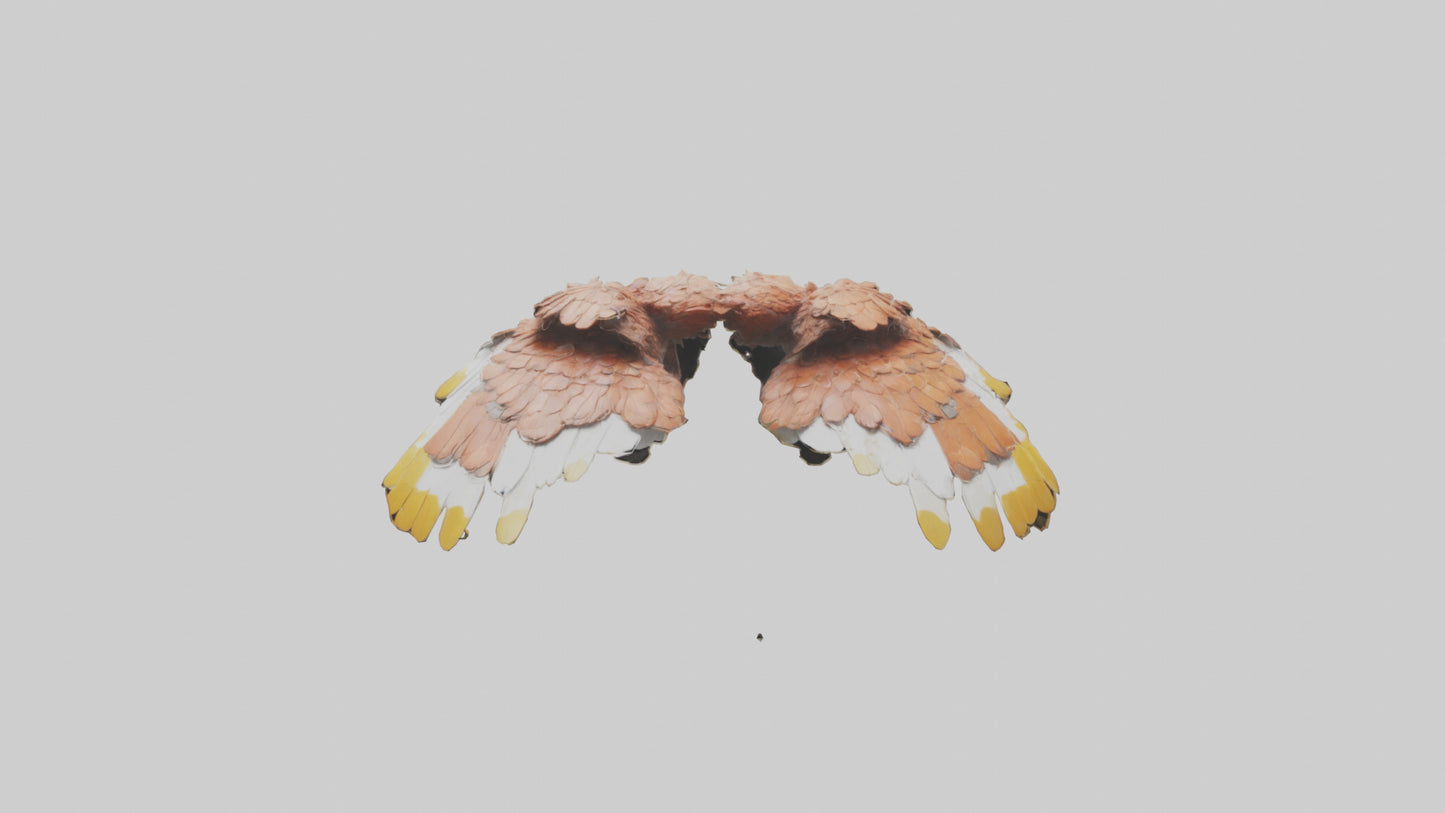 3D model Finch Wings Model VR / AR / low-poly