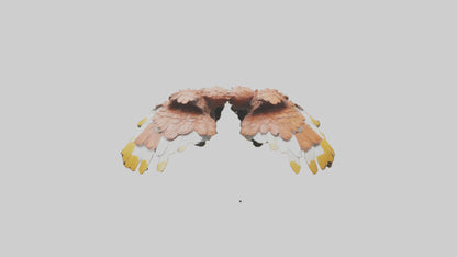 3D model Finch Wings Model VR / AR / low-poly