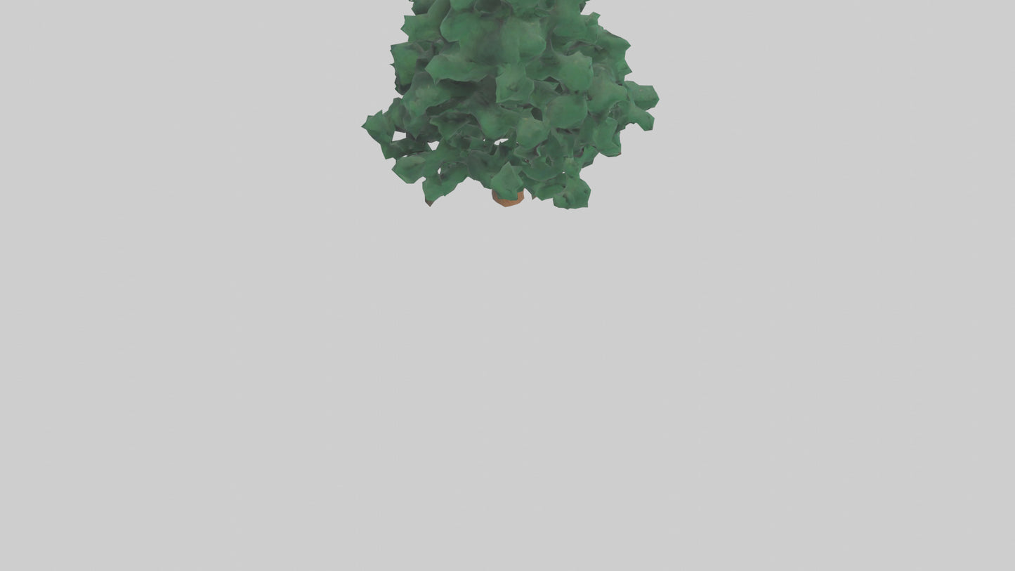 3D model Fir tree model VR / AR / low-poly