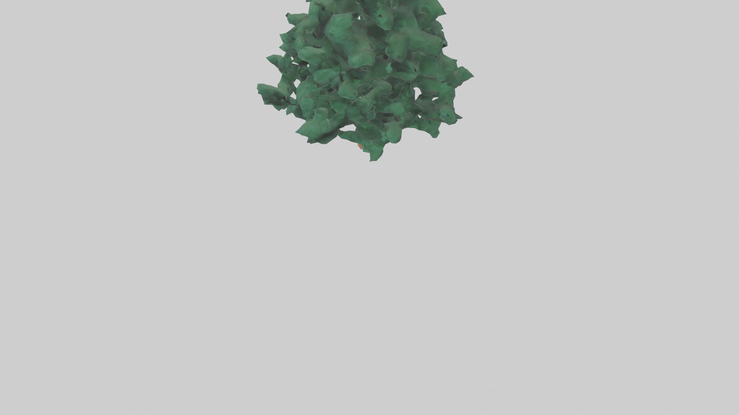 3D model Fir tree model VR / AR / low-poly
