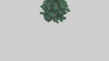 3D model Fir tree model VR / AR / low-poly