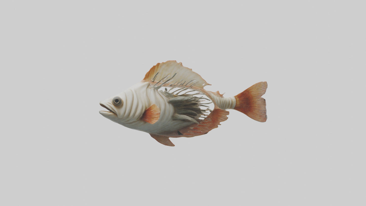 3D model Fish Gills Model VR / AR / low-poly
