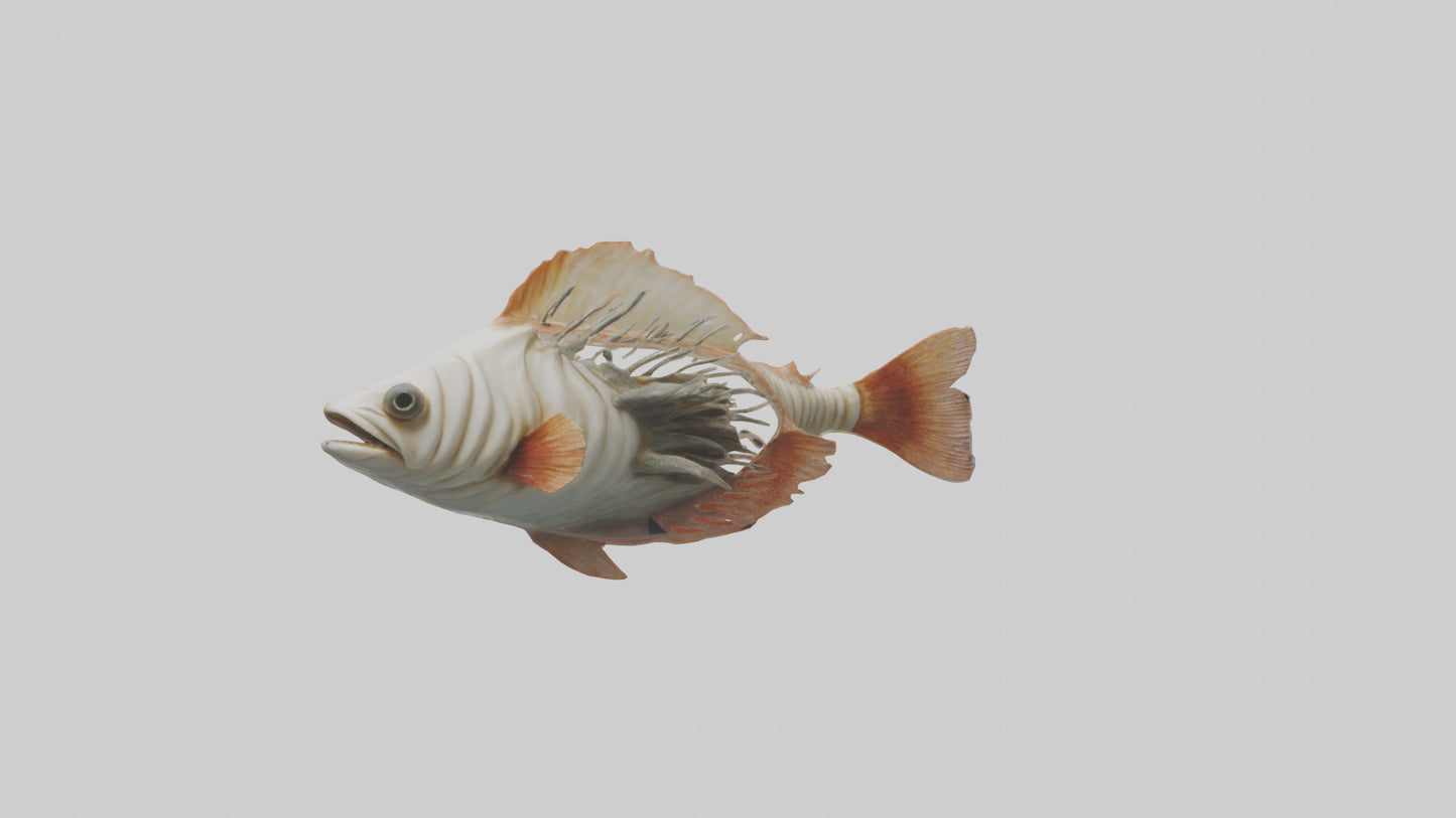 3D model Fish Gills Model VR / AR / low-poly
