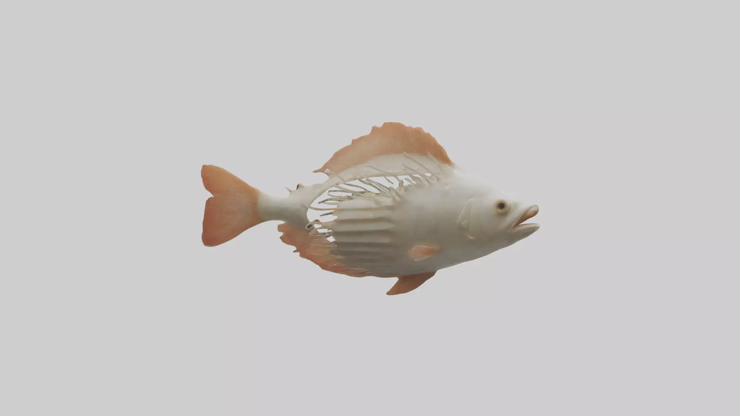 3D model Fish Gills Model VR / AR / low-poly