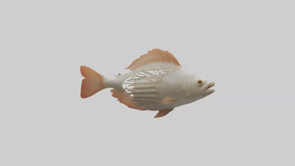3D model Fish Gills Model VR / AR / low-poly