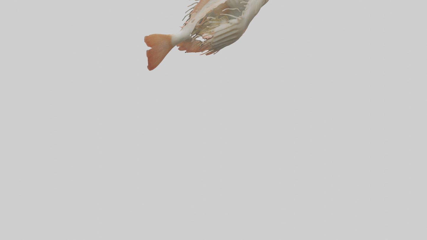 3D model Fish Gills Model VR / AR / low-poly