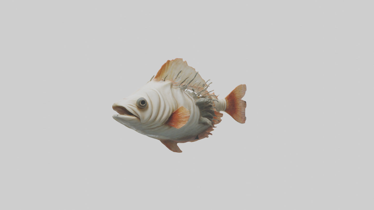 3D model Fish Gills Model VR / AR / low-poly