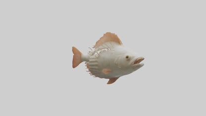 3D model Fish Gills Model VR / AR / low-poly