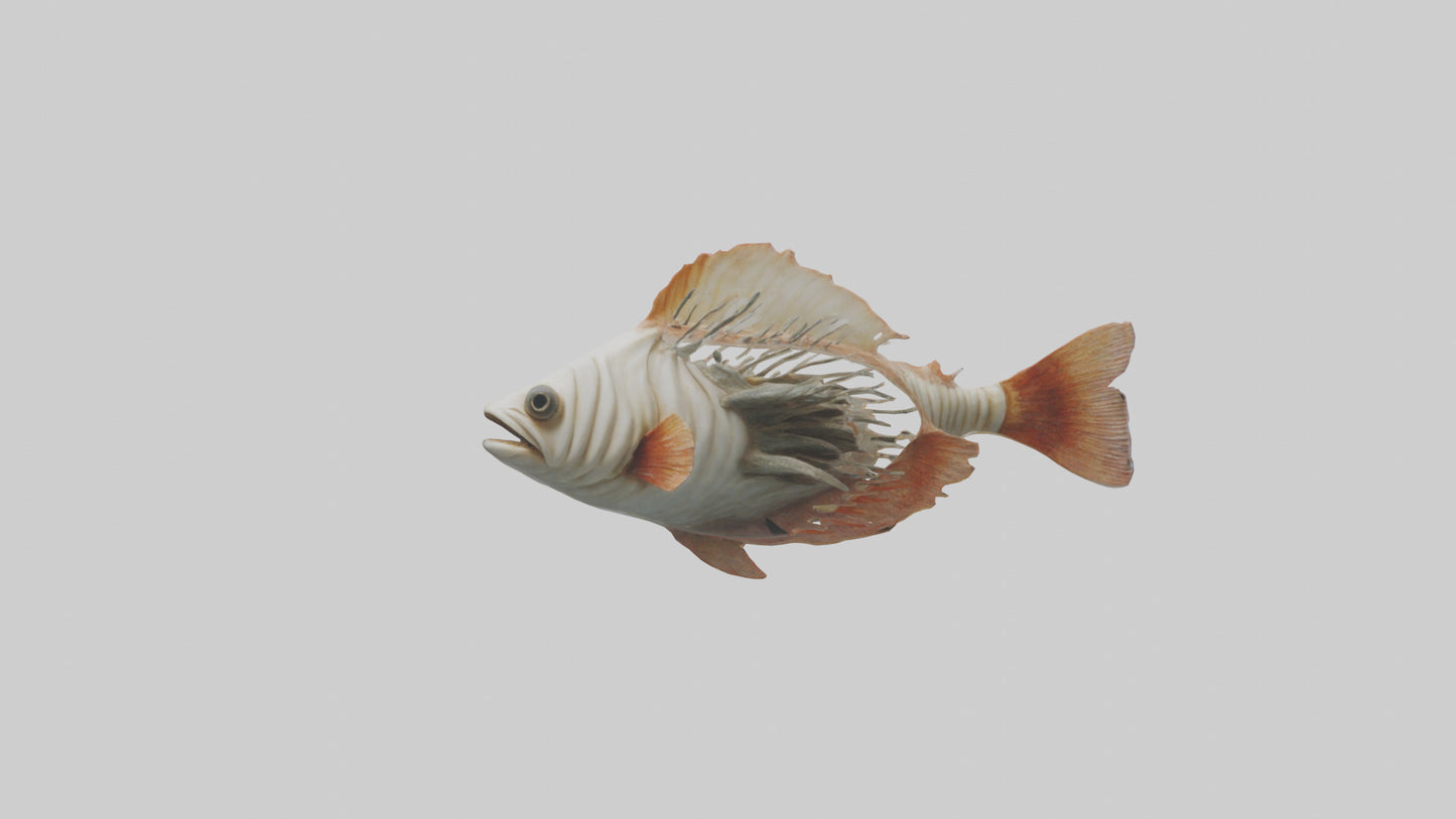 3D model Fish Gills Model VR / AR / low-poly