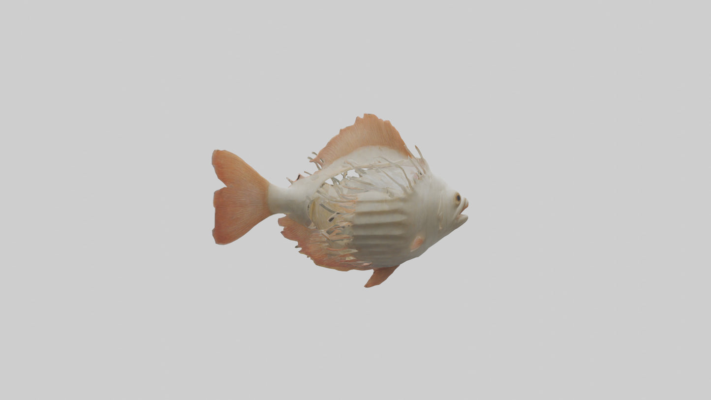 3D model Fish Gills Model VR / AR / low-poly