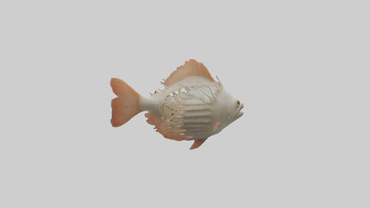 3D model Fish Gills Model VR / AR / low-poly