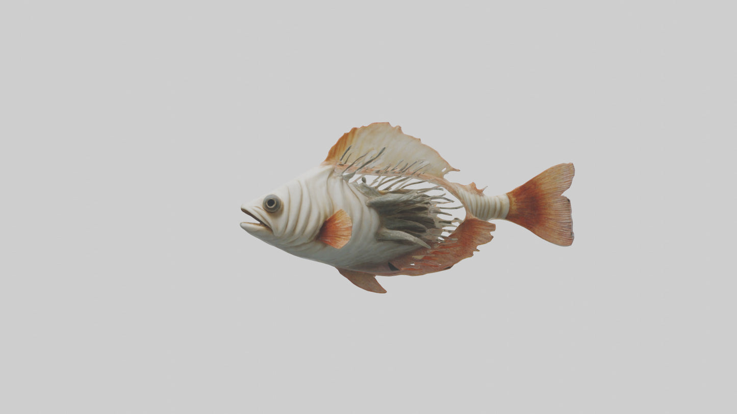 3D model Fish Gills Model VR / AR / low-poly