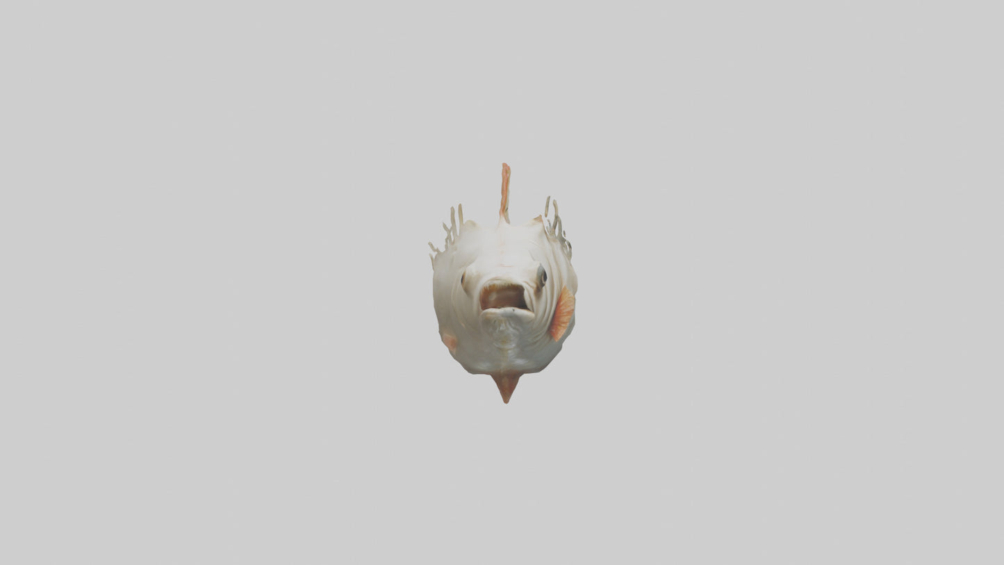3D model Fish Gills Model VR / AR / low-poly