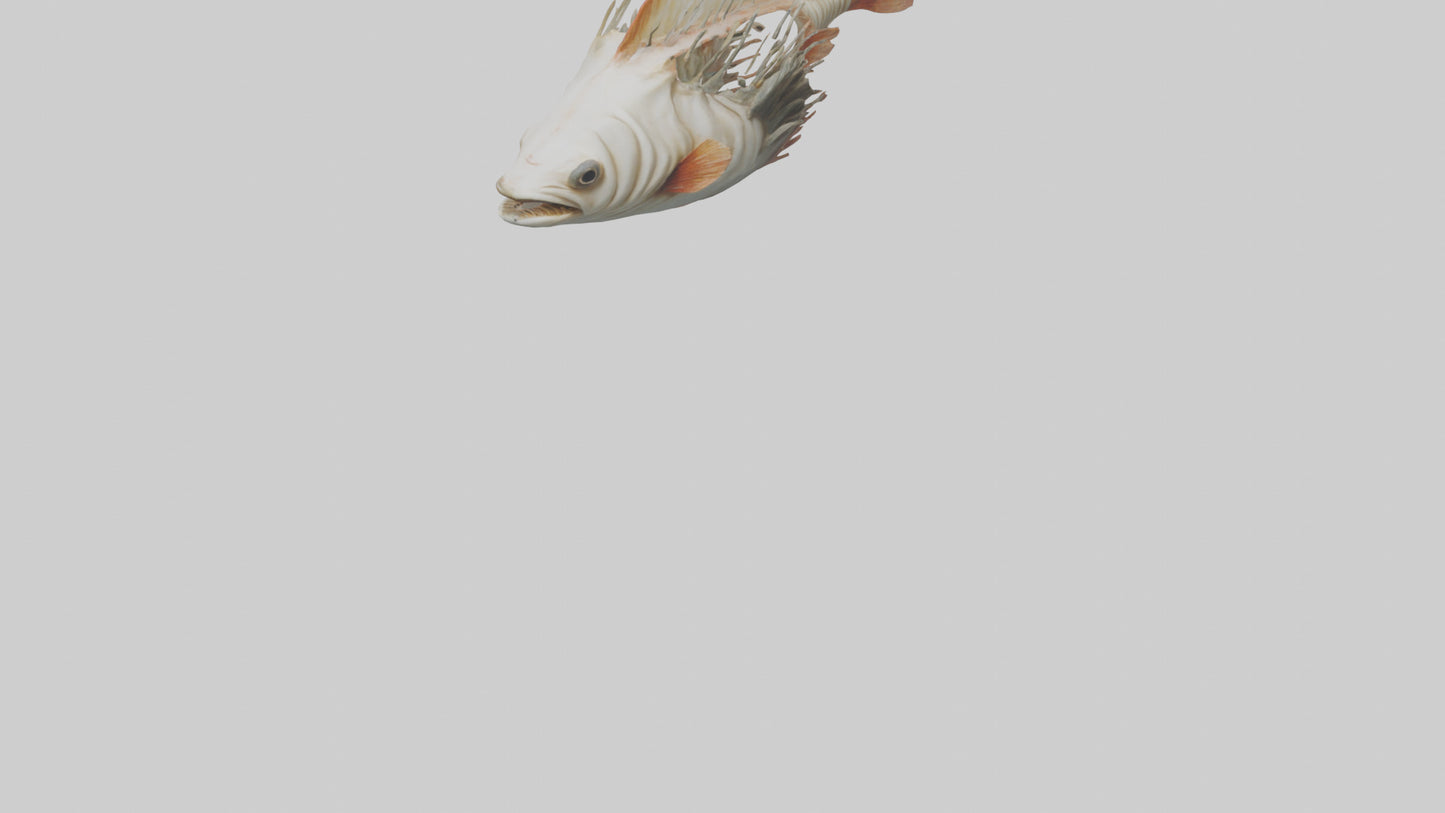 3D model Fish Gills Model VR / AR / low-poly