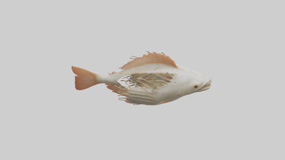 3D model Fish Gills Model VR / AR / low-poly