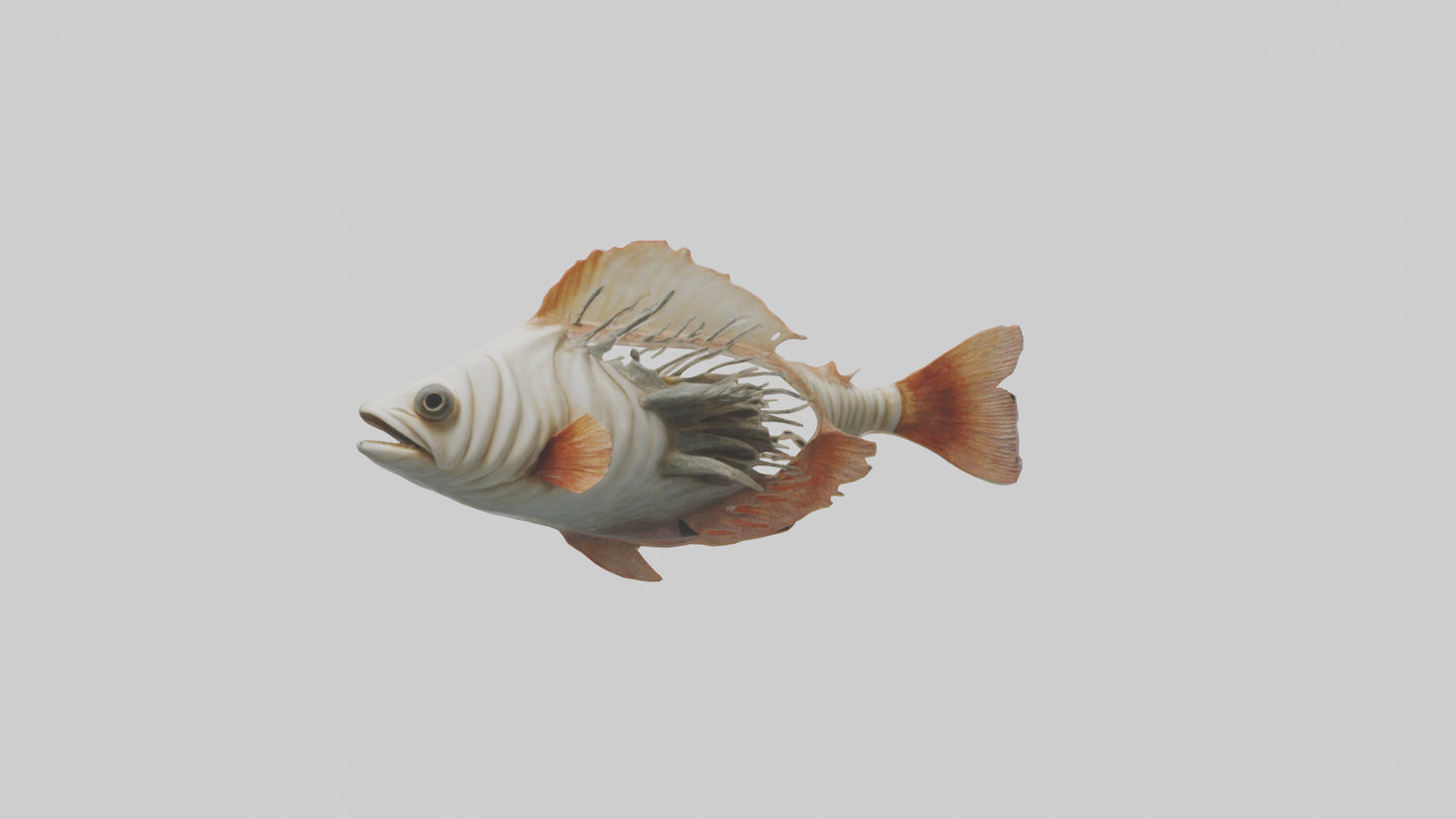 3D model Fish Gills Model VR / AR / low-poly