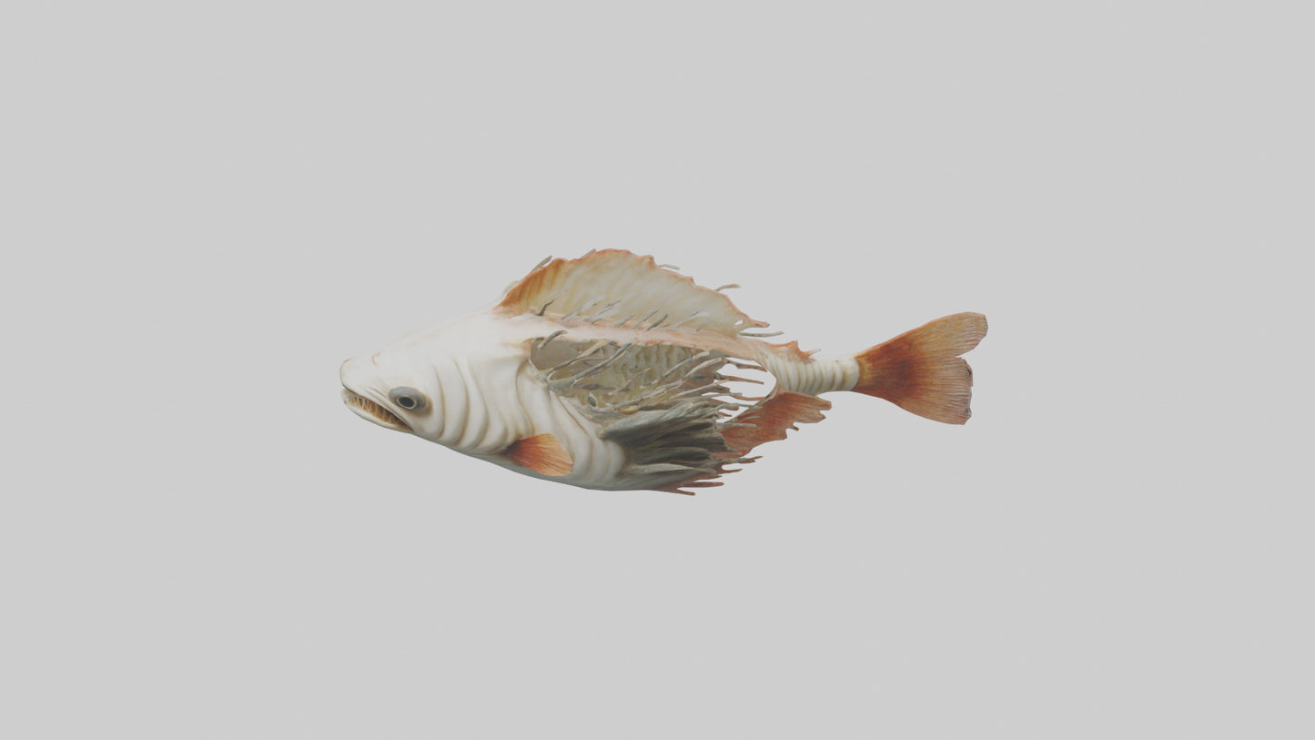 3D model Fish Gills Model VR / AR / low-poly