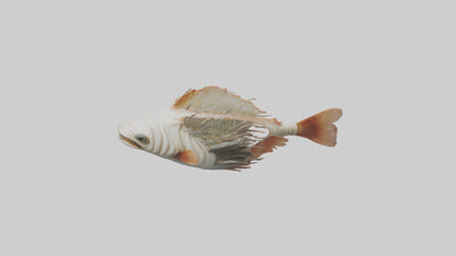 3D model Fish Gills Model VR / AR / low-poly