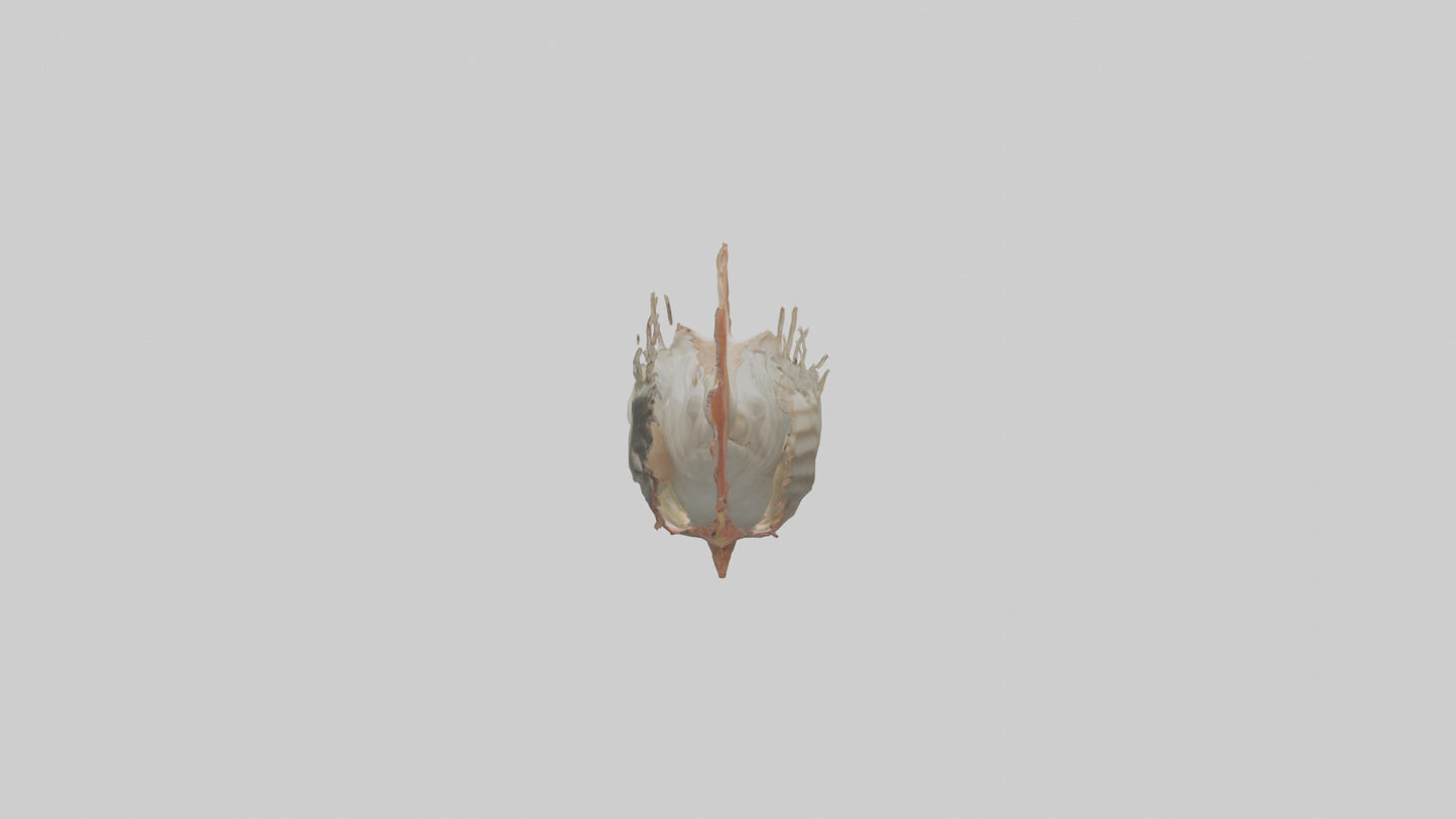 3D model Fish Gills Model VR / AR / low-poly