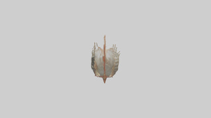 3D model Fish Gills Model VR / AR / low-poly