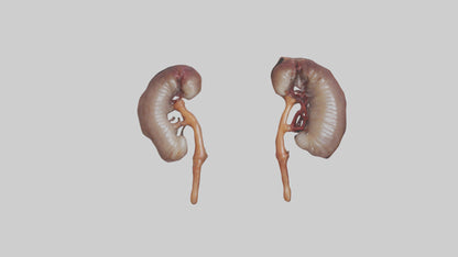 3D model Fish Kidneys VR / AR / low-poly