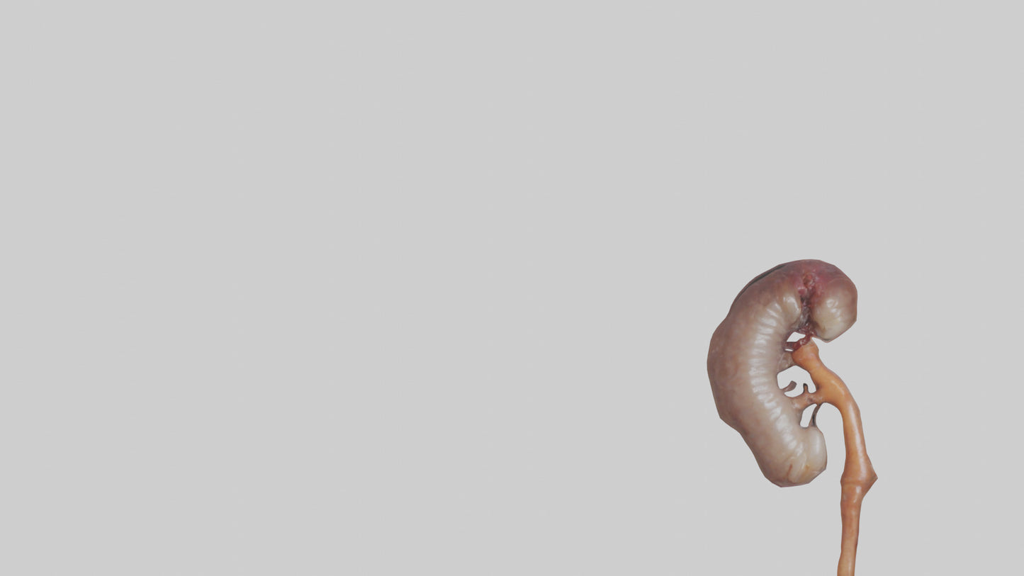 3D model Fish Kidneys VR / AR / low-poly