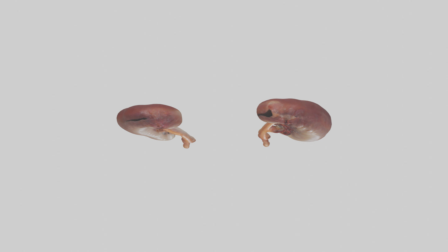 3D model Fish Kidneys VR / AR / low-poly