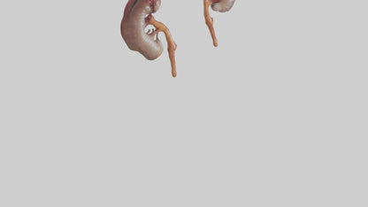 3D model Fish Kidneys VR / AR / low-poly