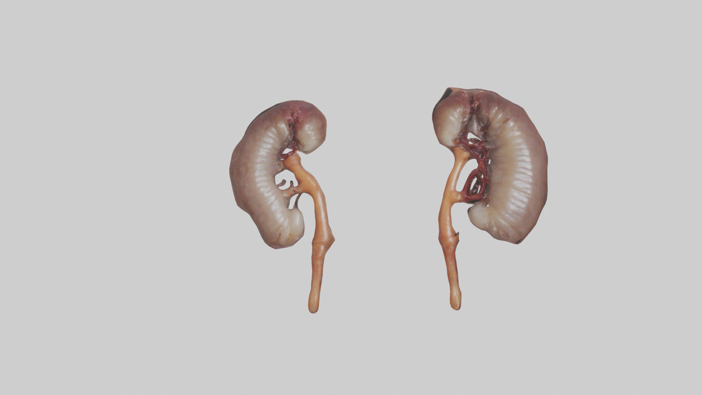 3D model Fish Kidneys VR / AR / low-poly