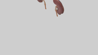3D model Fish Kidneys VR / AR / low-poly