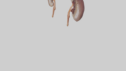 3D model Fish Kidneys VR / AR / low-poly