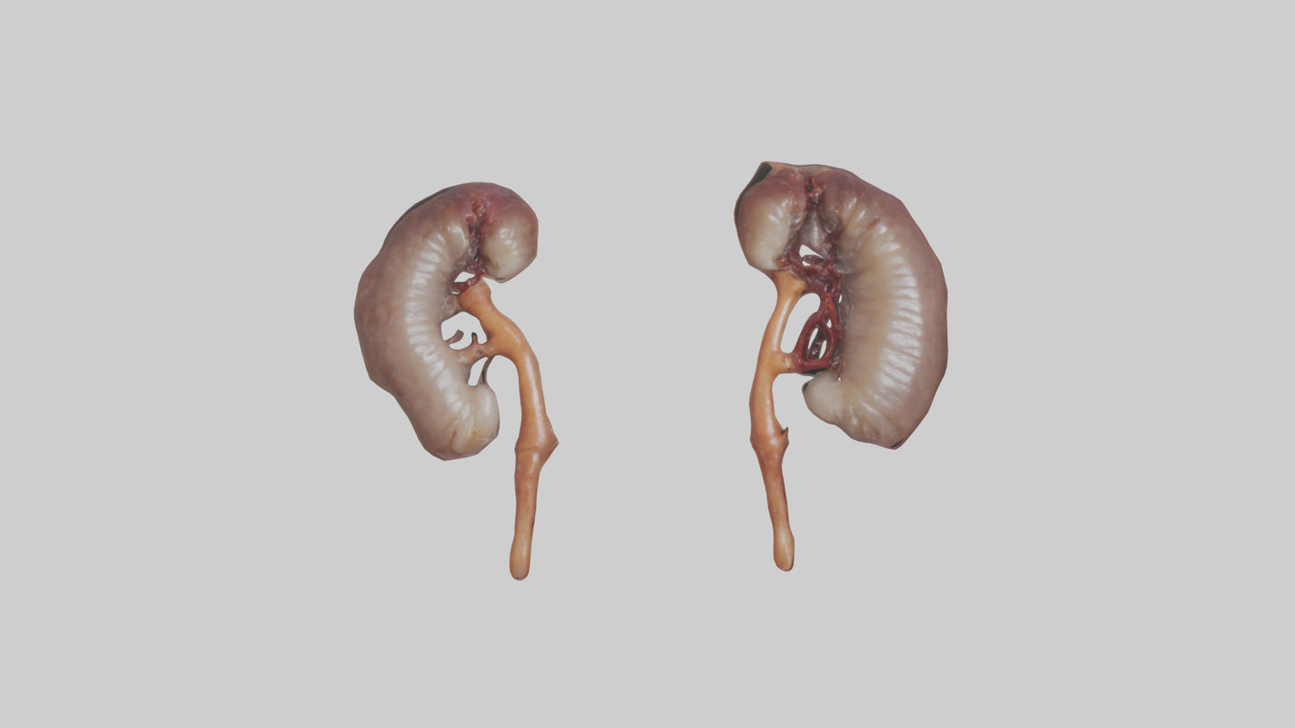 3D model Fish Kidneys VR / AR / low-poly