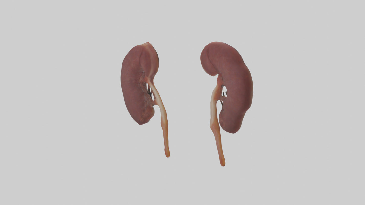 3D model Fish Kidneys VR / AR / low-poly