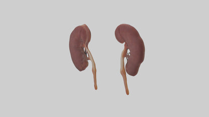 3D model Fish Kidneys VR / AR / low-poly