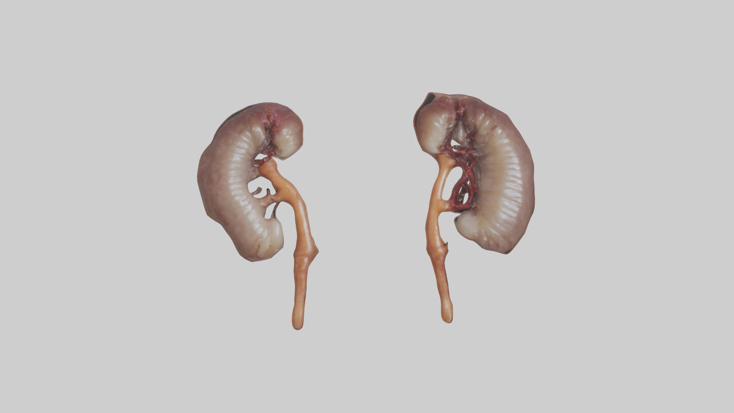 3D model Fish Kidneys VR / AR / low-poly