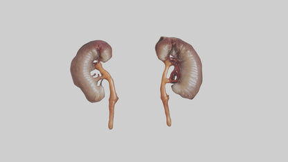 3D model Fish Kidneys VR / AR / low-poly