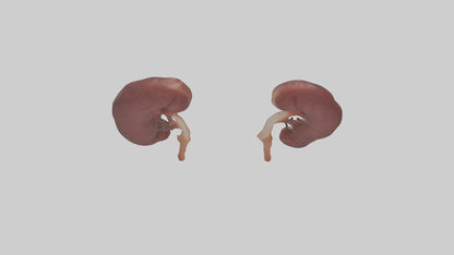 3D model Fish Kidneys VR / AR / low-poly