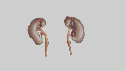 3D model Fish Kidneys VR / AR / low-poly