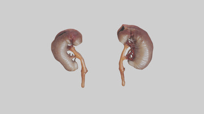 3D model Fish Kidneys VR / AR / low-poly
