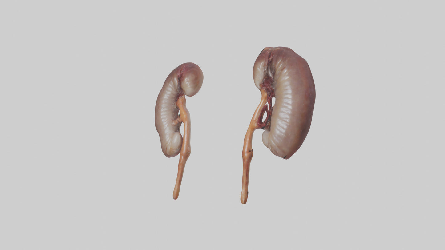 3D model Fish Kidneys VR / AR / low-poly