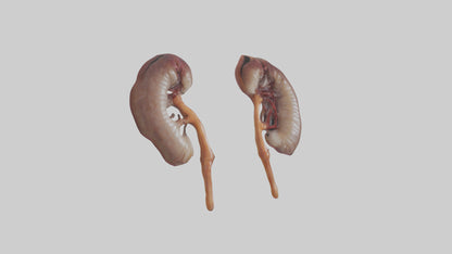 3D model Fish Kidneys VR / AR / low-poly