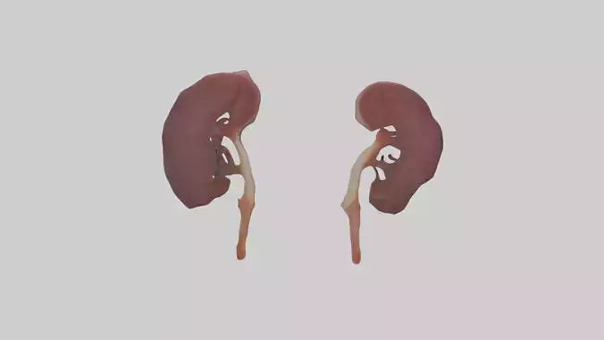 3D model Fish Kidneys VR / AR / low-poly